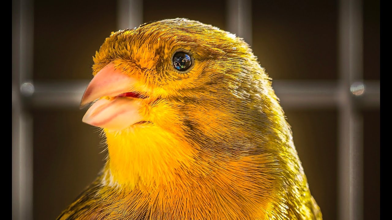 Canary Singing # 1 Master Training Video