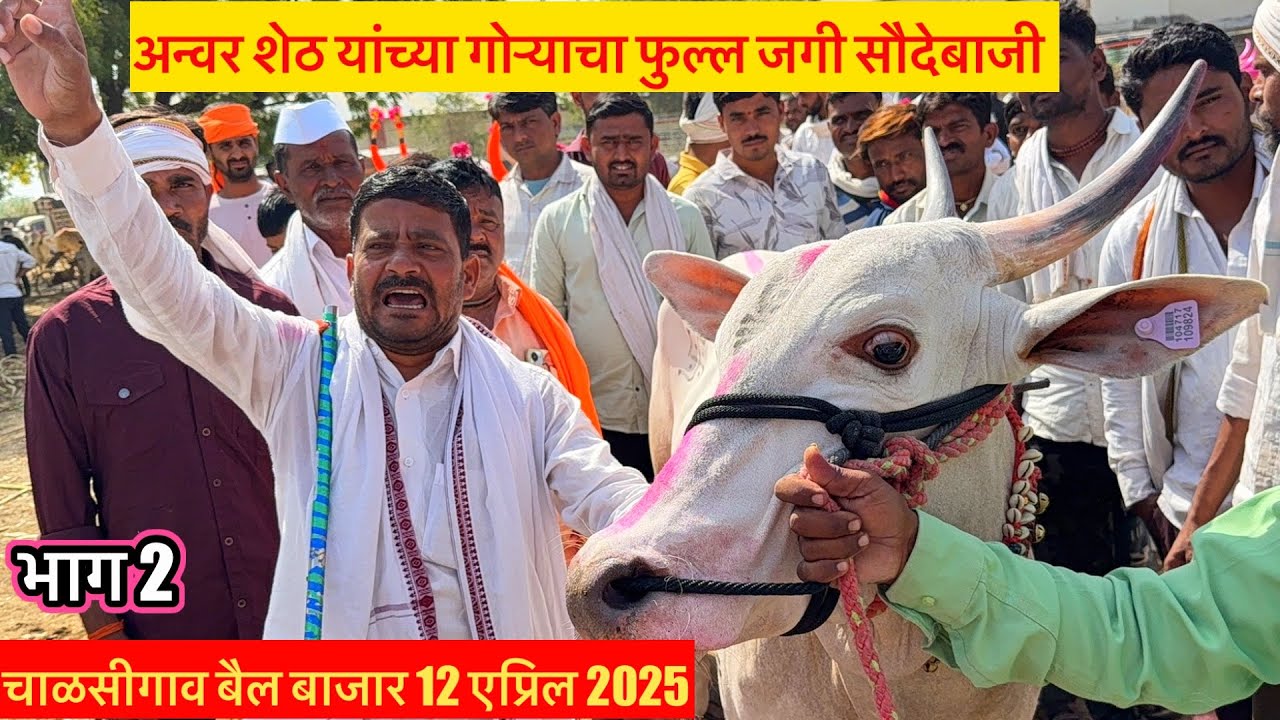 भाग 2 live 🔴 चाळीसगाव बैल बाजार 12 एप्रिल 2025 || Chalisgaon Bail Bajar #चाळीसगावबैलबाजार