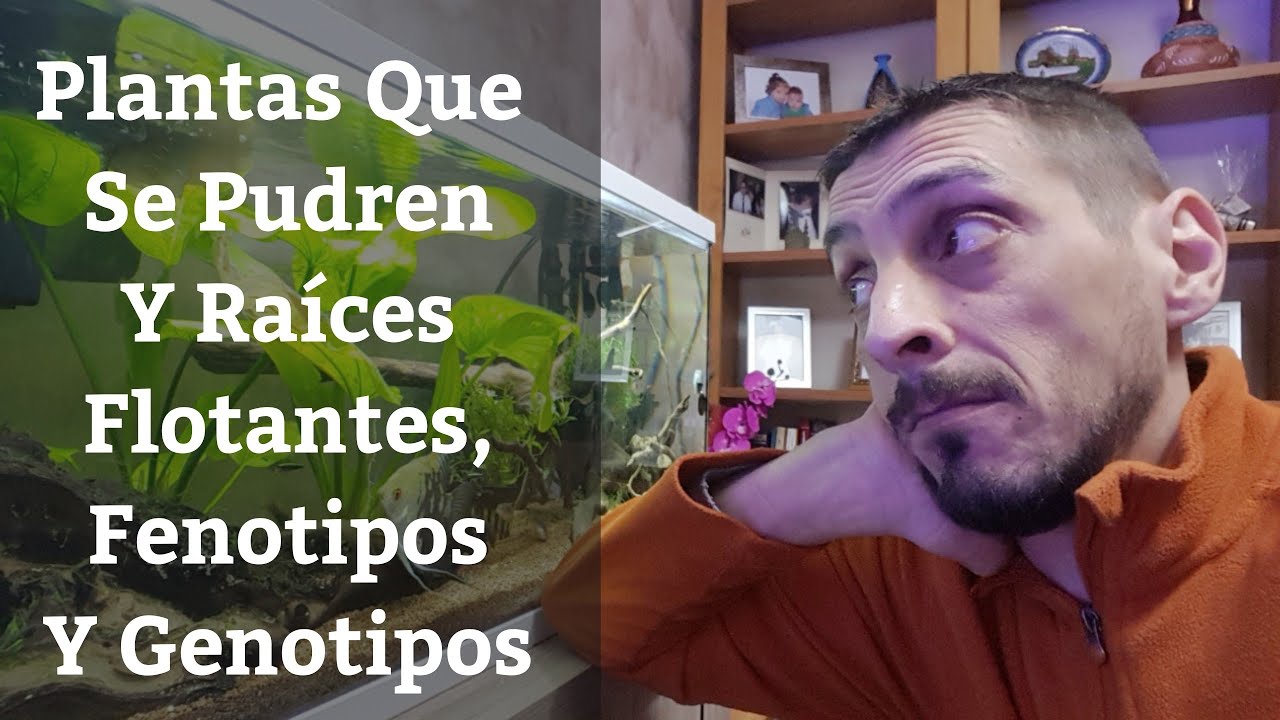 🔵 Plantas Que Se Pudren,Raíces Flotantes Y Fenotipos Y Genotipos En Plantas De Acuario (Acuarios MB