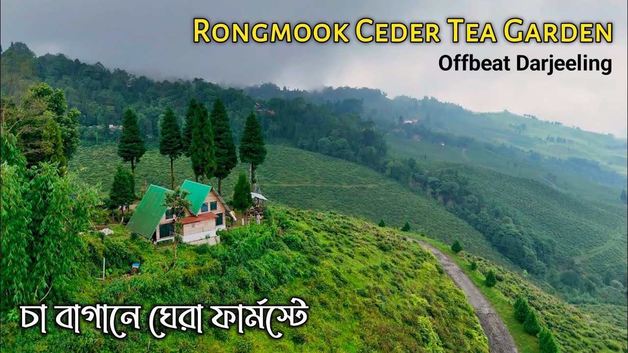 Rongmook Ceder Tea Estate ~ Darjeeling ↑ Travel Vlog #219 with Santanu Ganguly