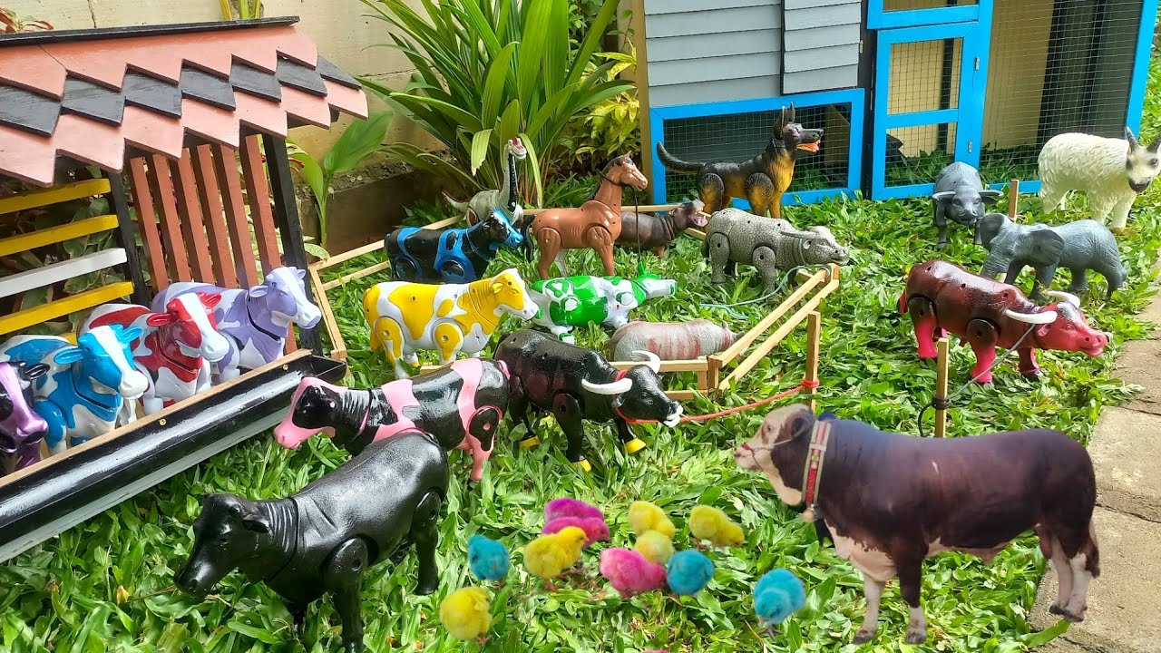 Wadidaw ‼️Proses Potong Sapi Lucu & Kerbau | Proses Melahirkan Cesar Sapi, Kambing & Kuda