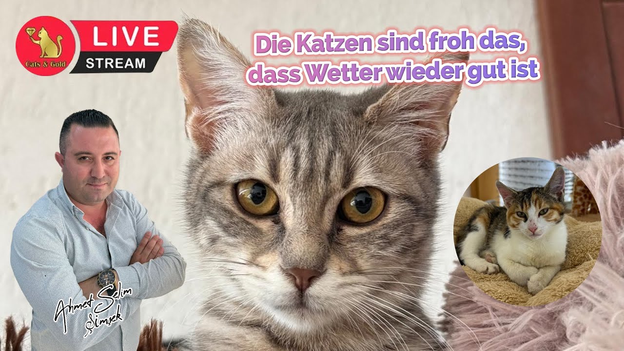 Die Katzen sind froh das, dass Wetter wieder gut ist.