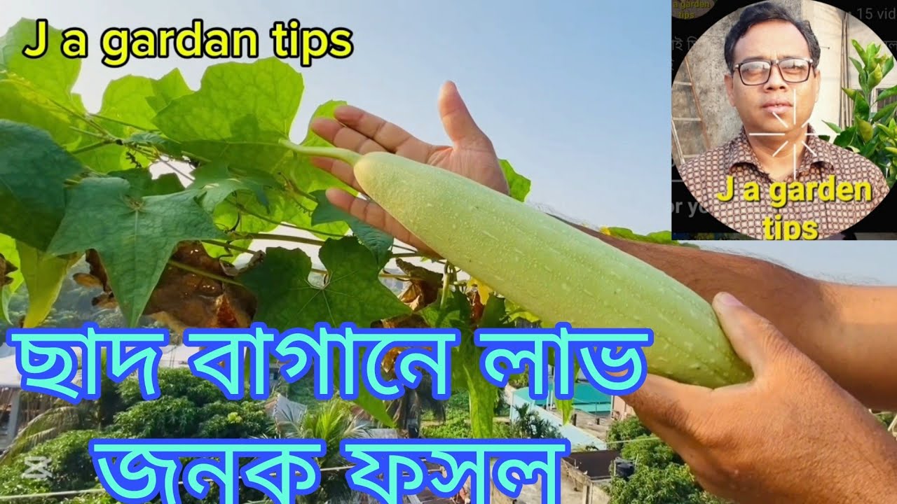 ছাদ বাগানে লাভ জনক, ফসল। 