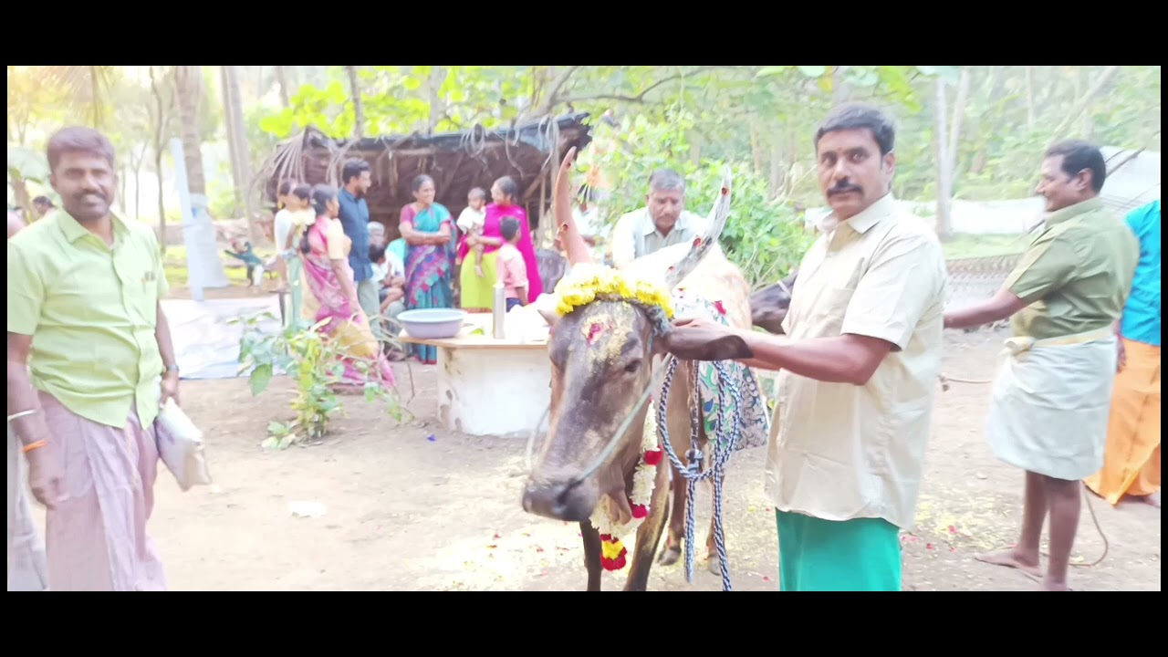 பொங்கல் பண்டிகை - Pongal Festival