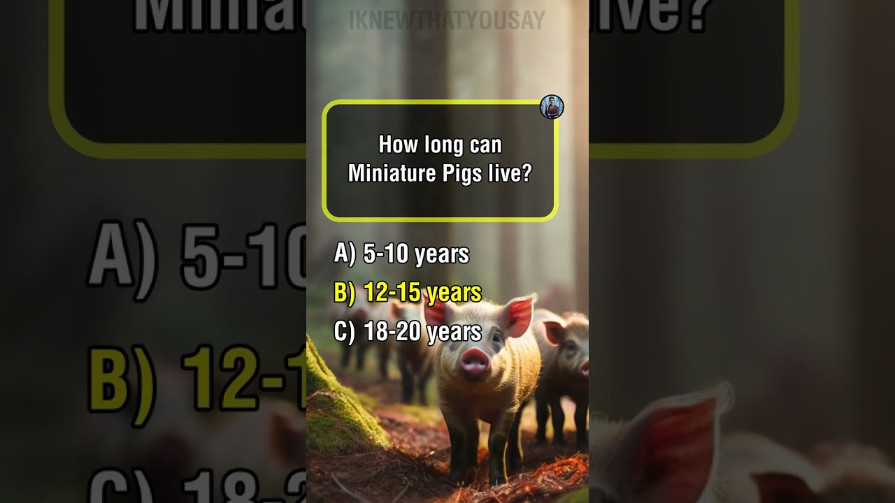 Miniature Pig: Discover the charm of miniature pigs! #miniaturepig #pet #cute #small