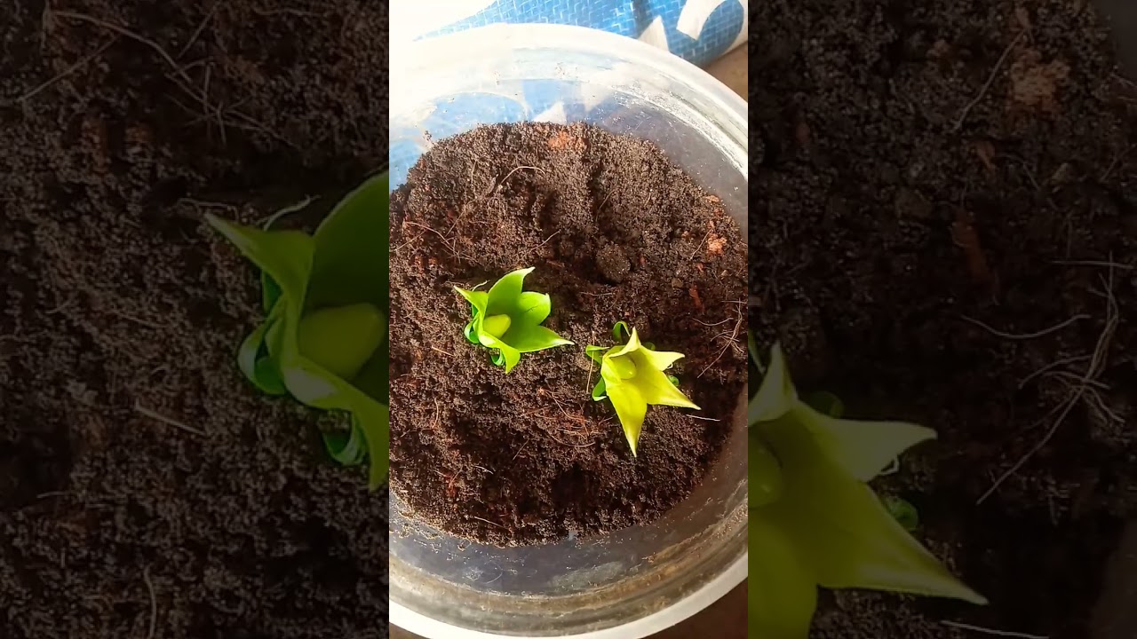 🌺🌺How to grow hibiscus from seeds#viral #beautiful #how #trending#ytshorts