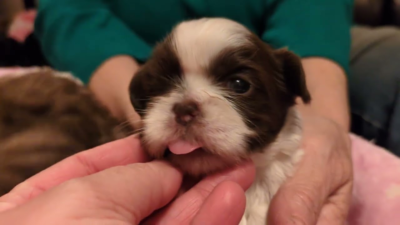 S'mores' and Newtons Babies 2 1/2 weeks old 2/4/25 🐶❤️🐶