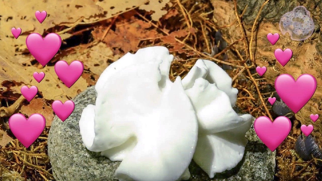 Isopods Eat Whipped Cream