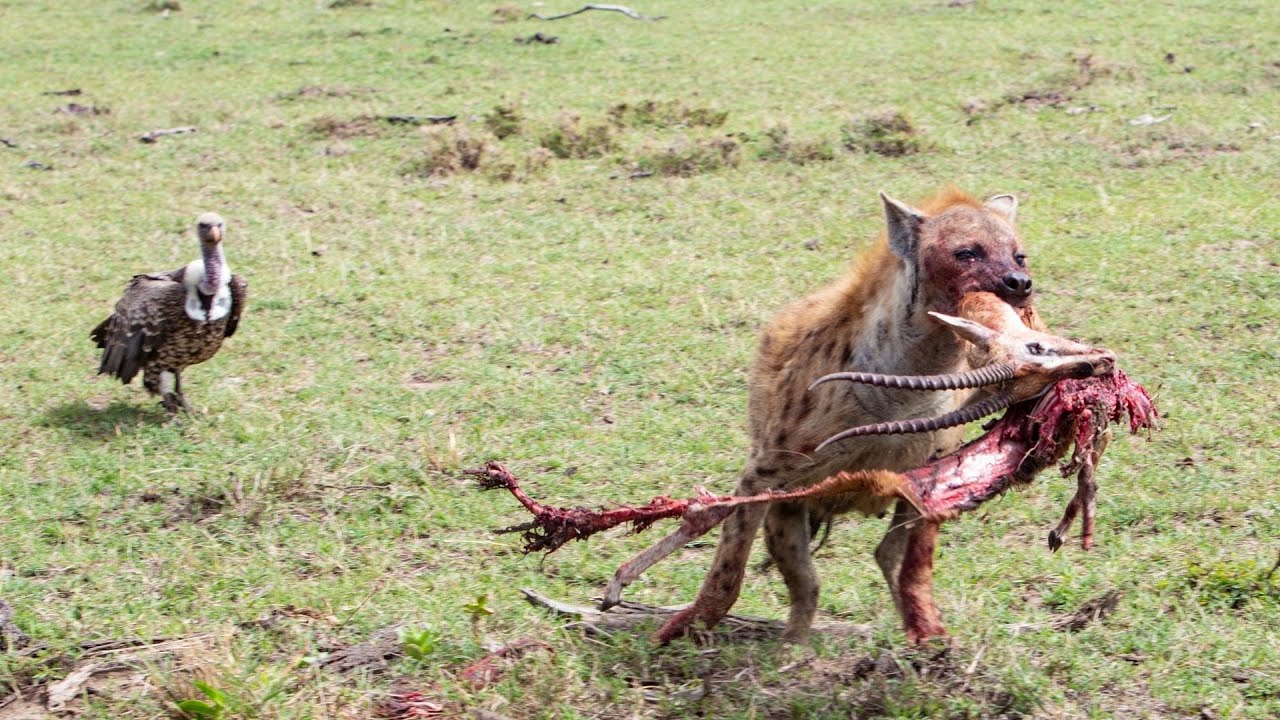 The Battle for Survival: Hyena's Deadly Pursuit of a Baby Gazelle