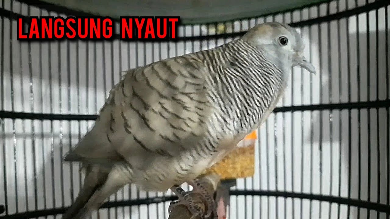 perkutut lokal gacor ini ahlinya bikin burung perkutut gacor nyaut