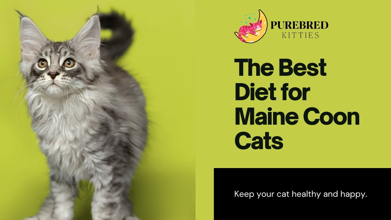 Optimal Nutrition for Maine Coon Cats: A Complete Guide 🥘 | Purebred Cats Academy