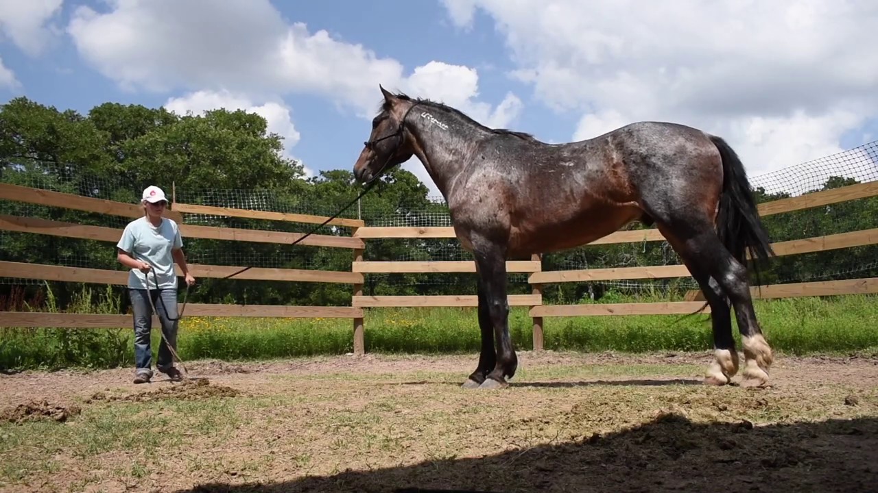 Day Three with Mustang Jude - gentling and training a BLM mustang