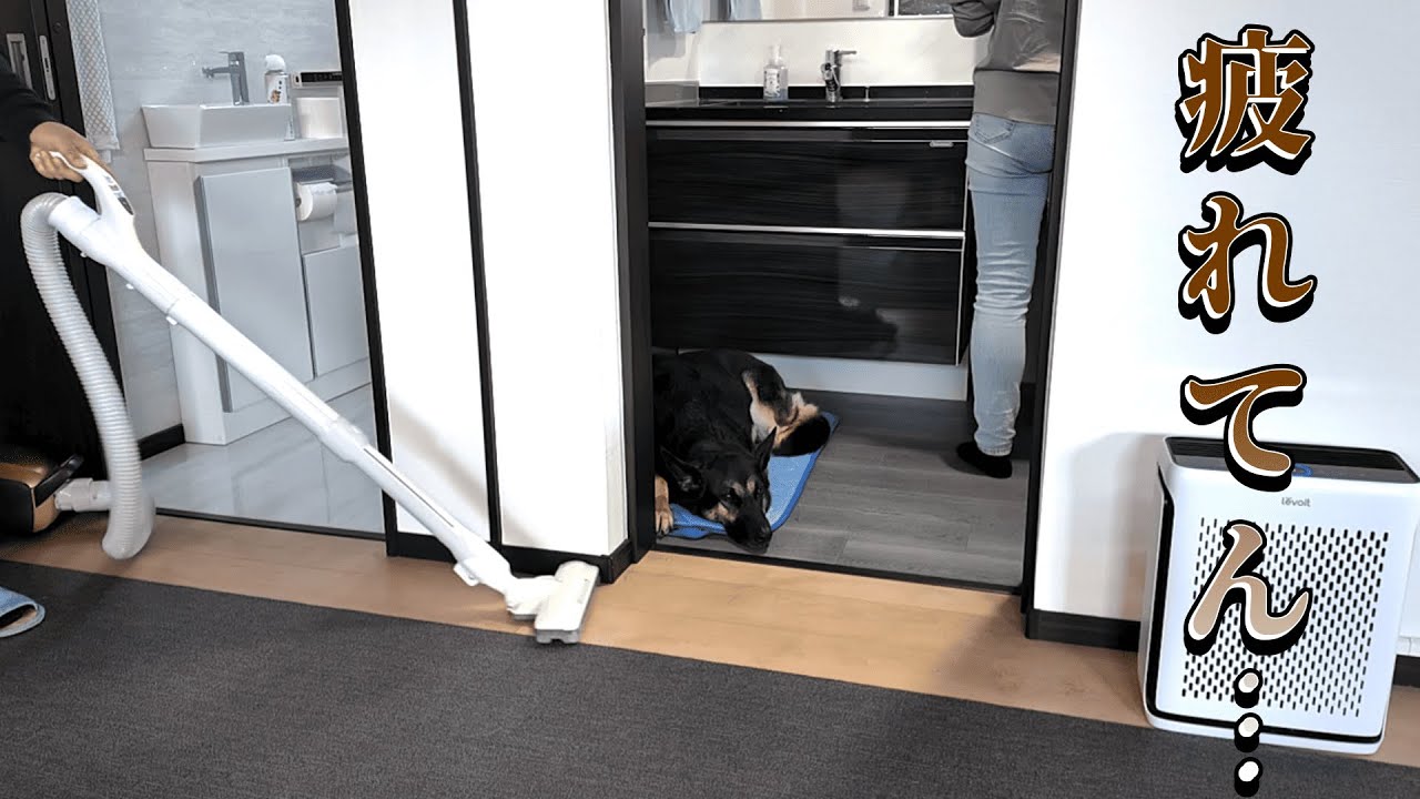 旅行ではしゃぎすぎた愛犬、翌日は抜け殻になりましたw【ジャーマンシェパード】