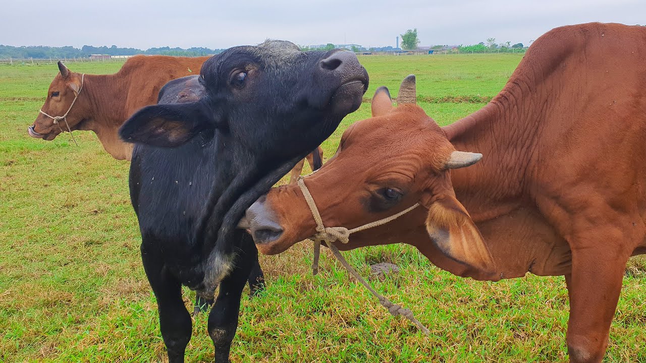 Cows Licking | Lembu Dan Sapi Berpetualang | Cow Video