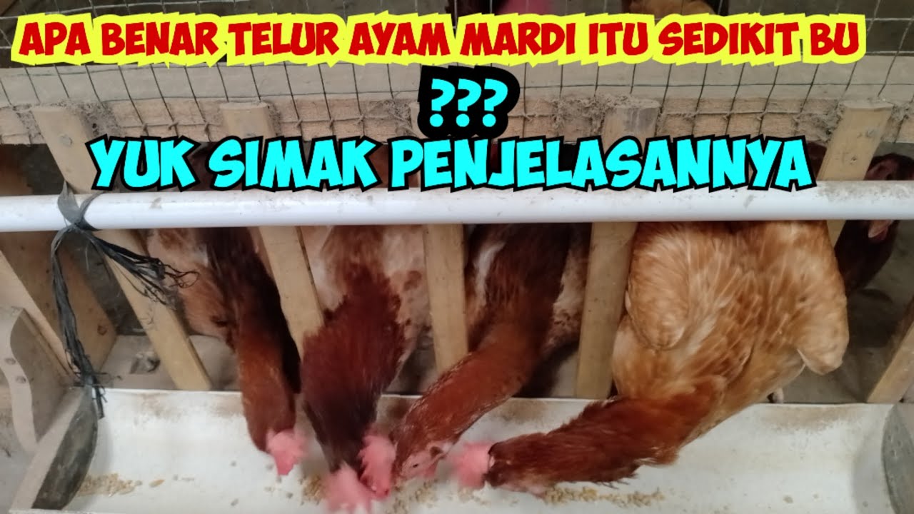Apa benar telur ayam mardi itu sedikit bu???
