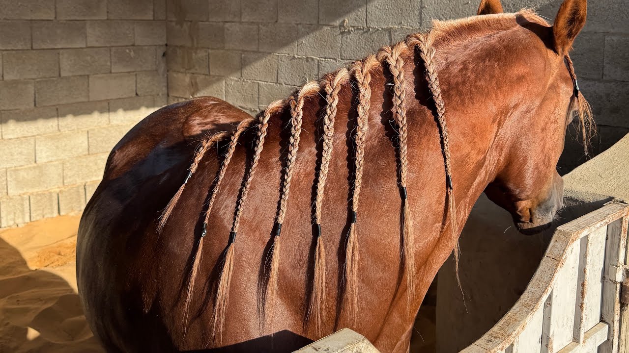 ٥ || صباحيّات الركوب + علاقة الخيل والخيّال 🐎