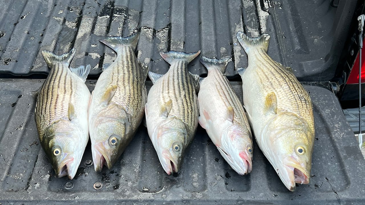 Striper fishing at Fort Gibson dam. Big top water blowups.