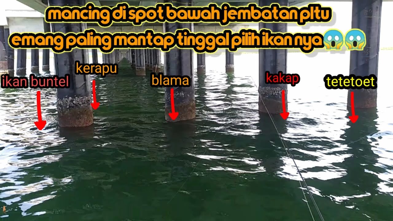 MANCING DI LAUT || MANCING DI SPOT JEMBATAN PLTU CIREBON || STRIKE IKAN BARAMUNDI || MANCING EPS 50