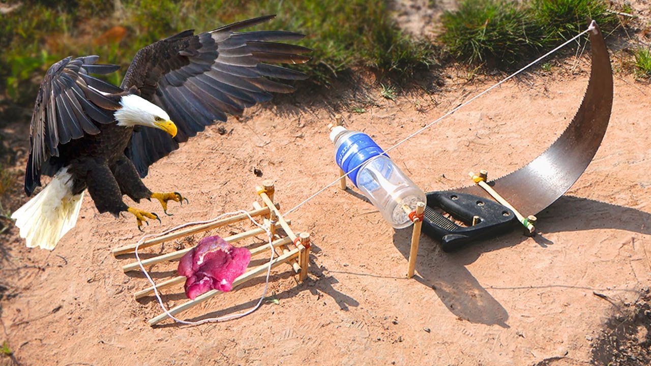 Creative Unique Eagle Trap Using Bottle And Wood cutting tools Eagle​Trap Working 100%#birdtrap