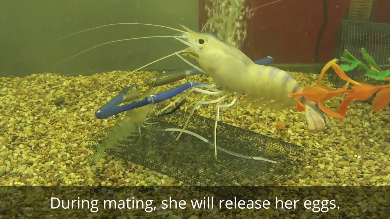 Freshwater Prawns Mating