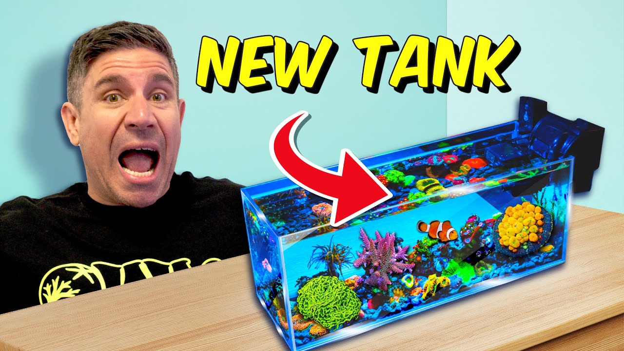 Vic's NEW Office Pico Tank?! | Double Aquarium Update!