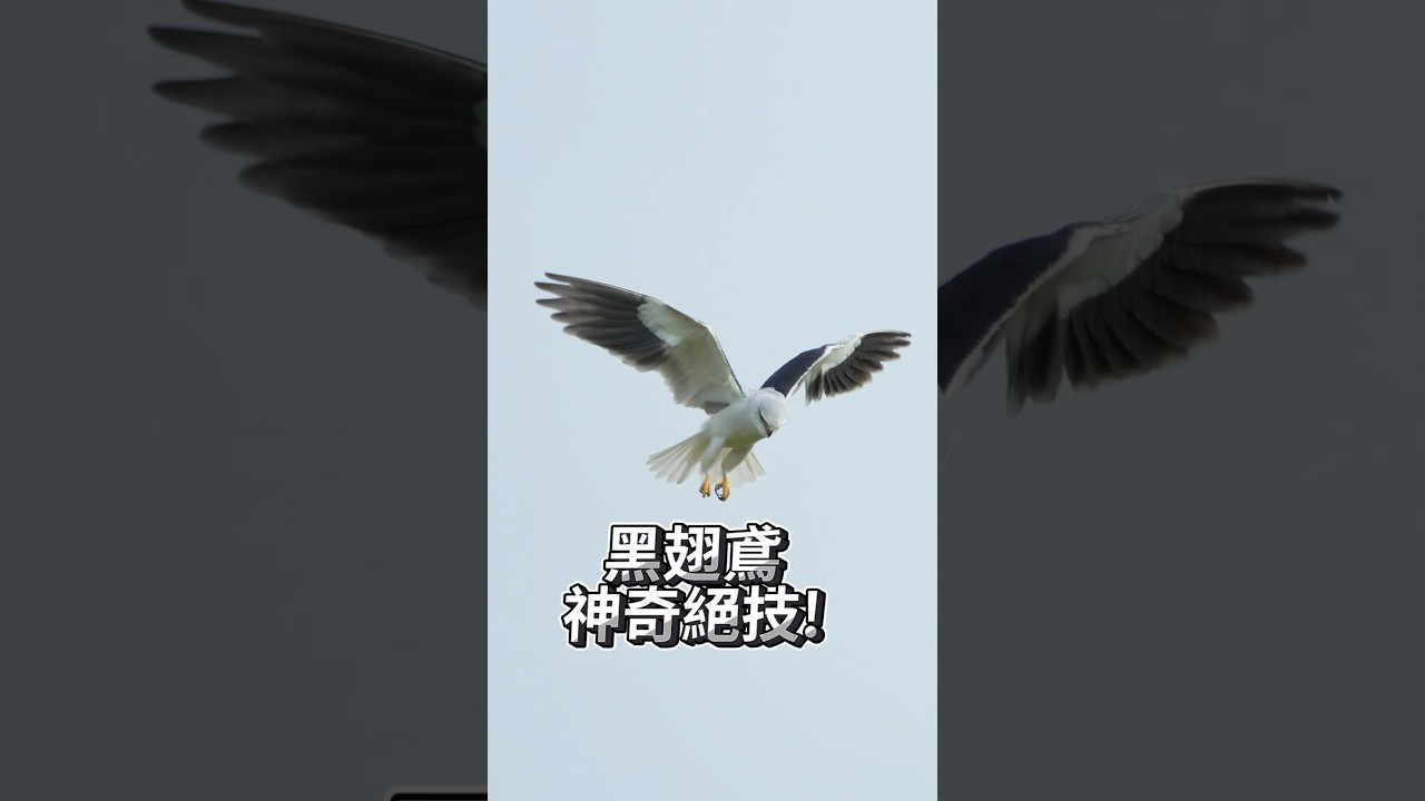 黑翅鳶的狩獵神技-懸停🦅｜波氏家族popofamily