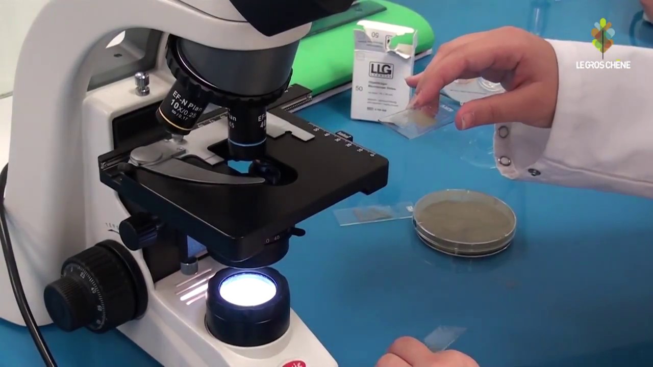 BAC STL  SCIENCES ET TECHNOLOGIES DE LABORATOIRE au lycée Le Gros Chêne, Pontivy