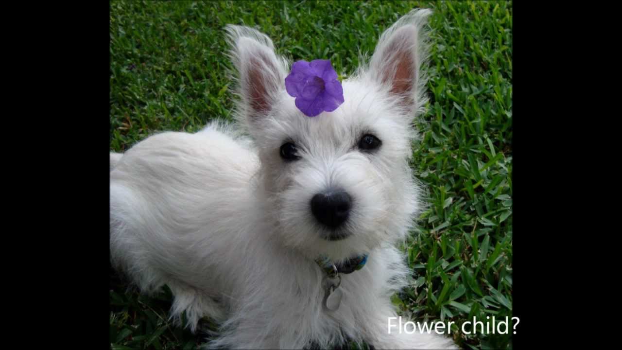 Westie Puppy Gracie 2 weeks to 15 weeks old.wmv