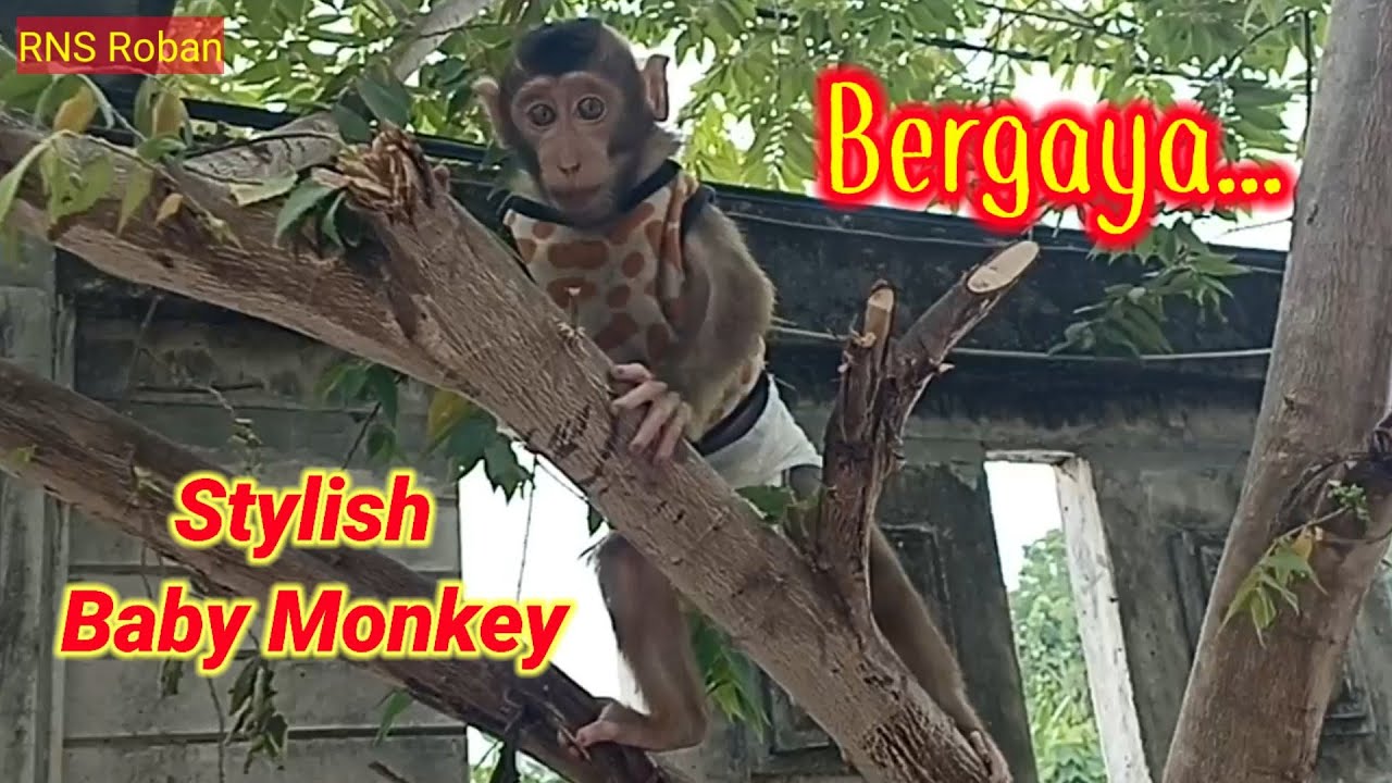 Stylish Baby Monkey‼️#monkey #monyet #primate #monpay #primata #beruk #babymonkey @Babymonkey1