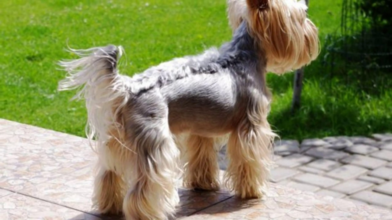 Different Yorkie Haircuts - Lots of Yorkshire terrier hair styles