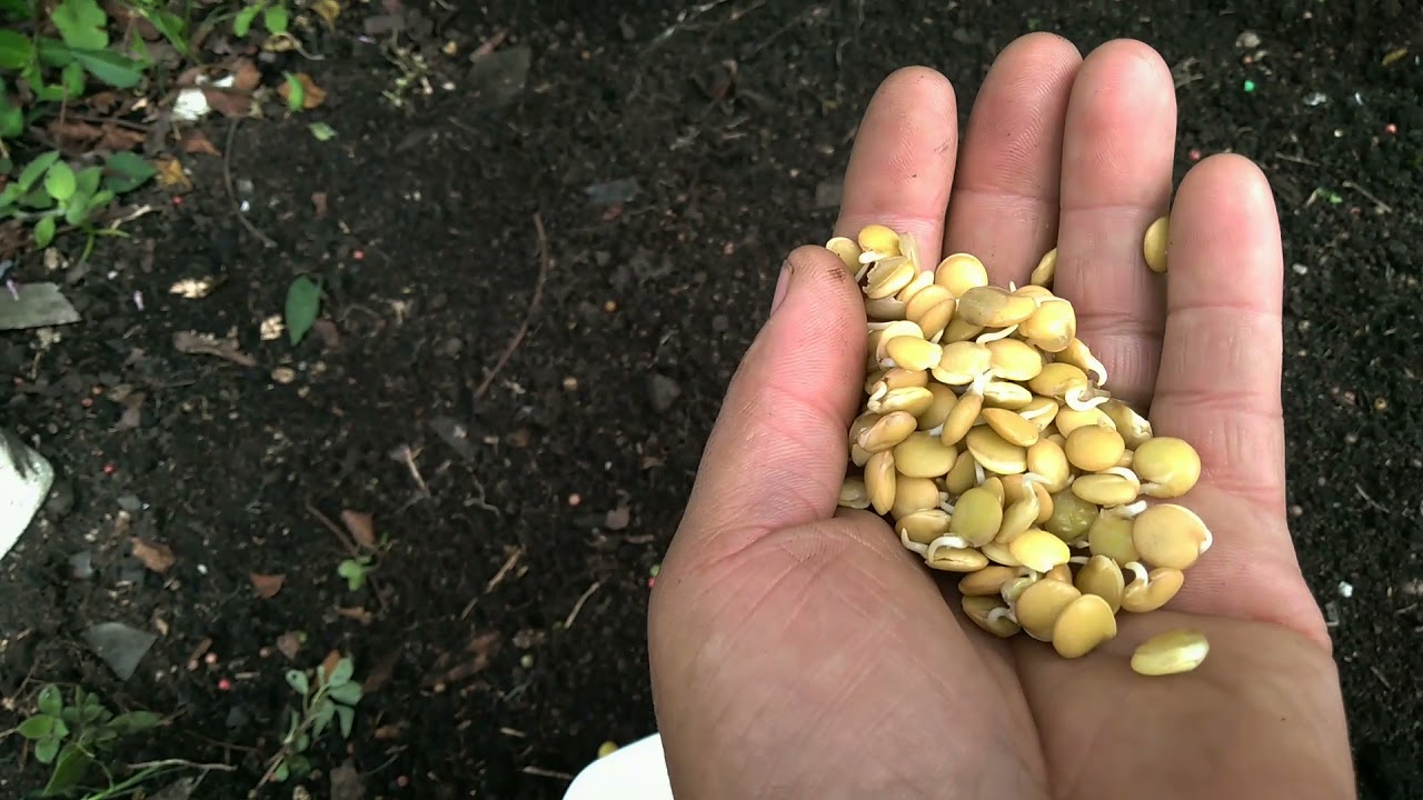 Plantio De lentilha e couve #construçãoDaHortaElevada #BatePapo