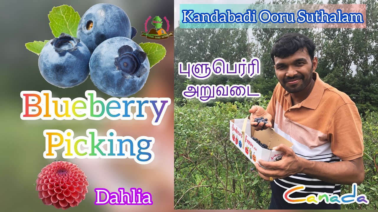 Blueberry Picking | புளுபெர்ரி அறுவடை | why It named Vaccinium ? | Dhalia | Tamil | Canada | Vlog