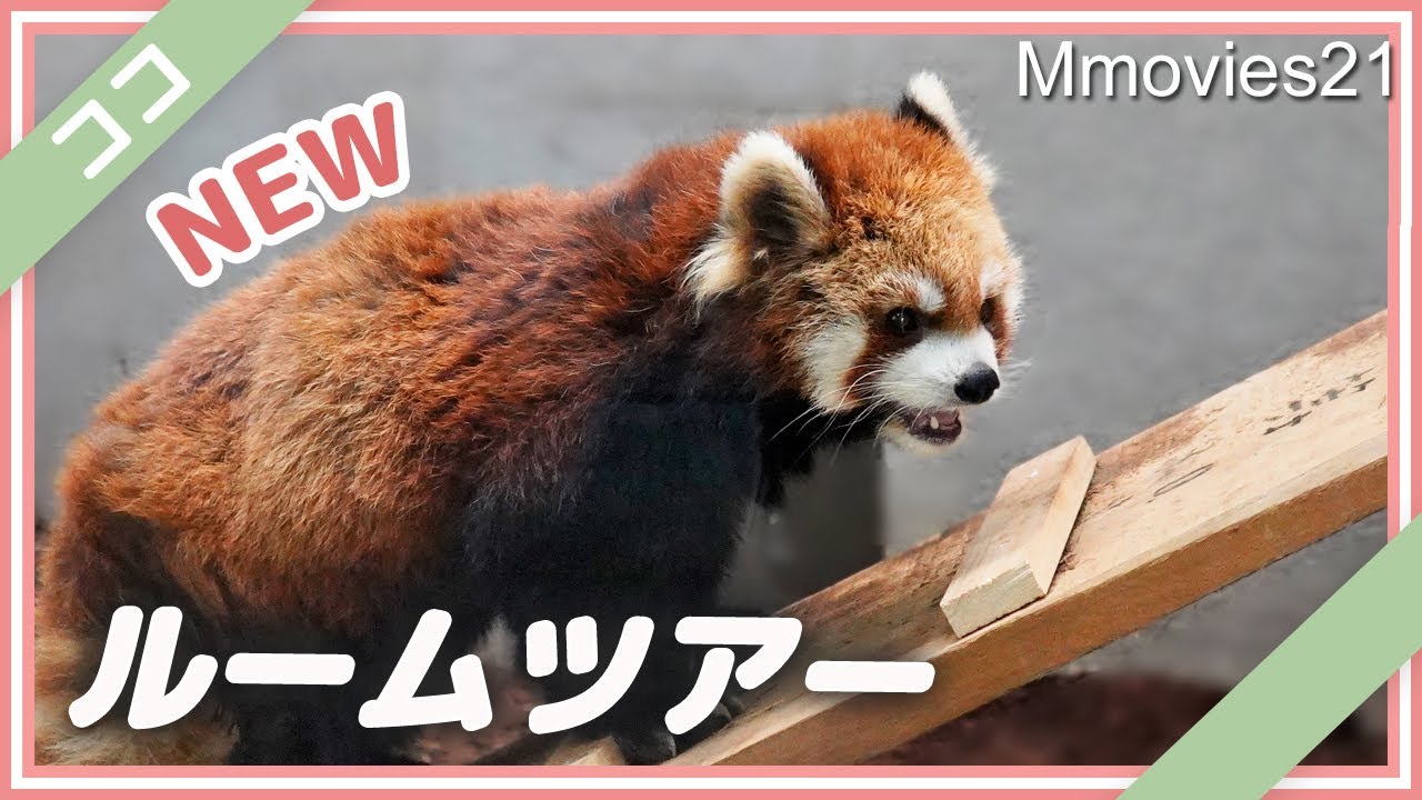 レッサーパンダのココちゃん お部屋リニューアル Red Panda Room