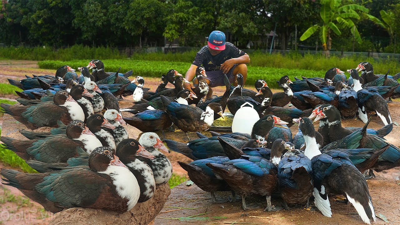 Healthy & Happy Ducks The Ultimate Guide to Muscovy Foraging Success