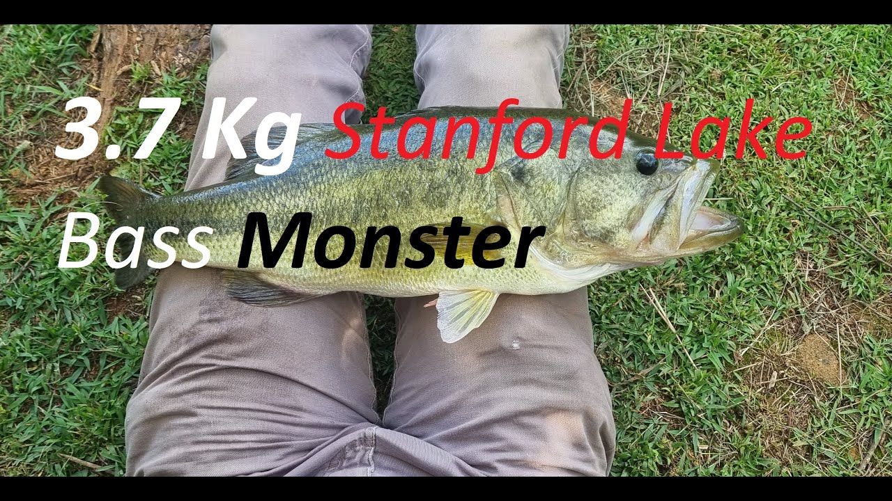 3 7 KG STANFORD LAKE BASS