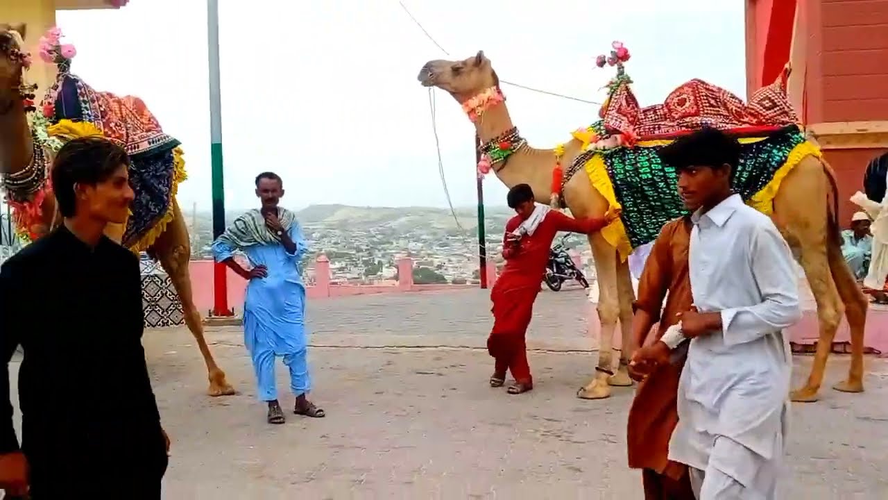 Thari Camels In Well Dressed Up 🤯 | جمل ثاري متأنق | Camel Jumping