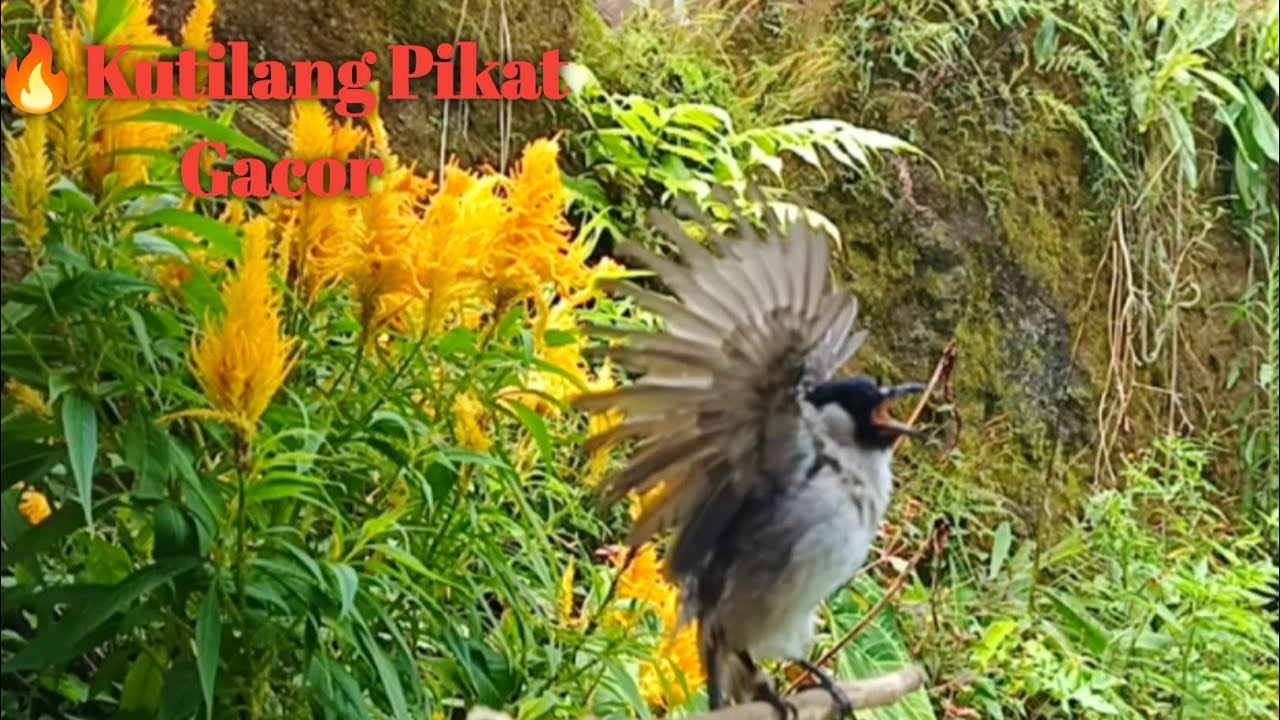 Suara Burung Kutilang Gacor Memanggil‼️Suara pancingan Kutilang 
