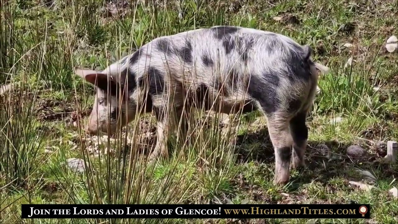 2022 pigs on the  move!