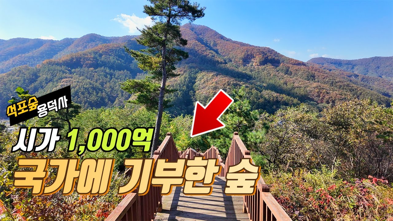 🌲기부로 열린 숲🍁 '석포숲 공원' 가을 트레킹 & 용의 설화와 함께 하는 용덕사 | 대중교통 당일치기 여행