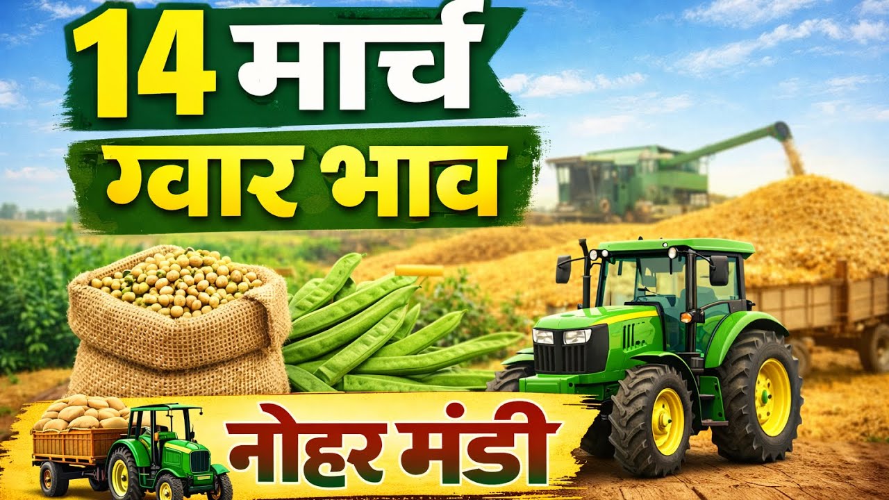 14 मार्च ग्वार भाव | नोहर मंडी अपडेट | किसान क्या करें #viral 