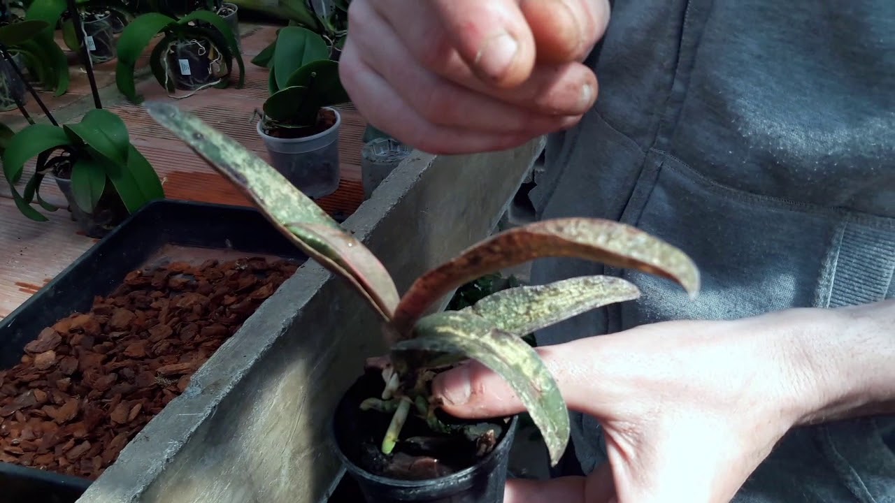 Da cosa si capisce che l'orchidea non sta ricevendo le giuste cure?