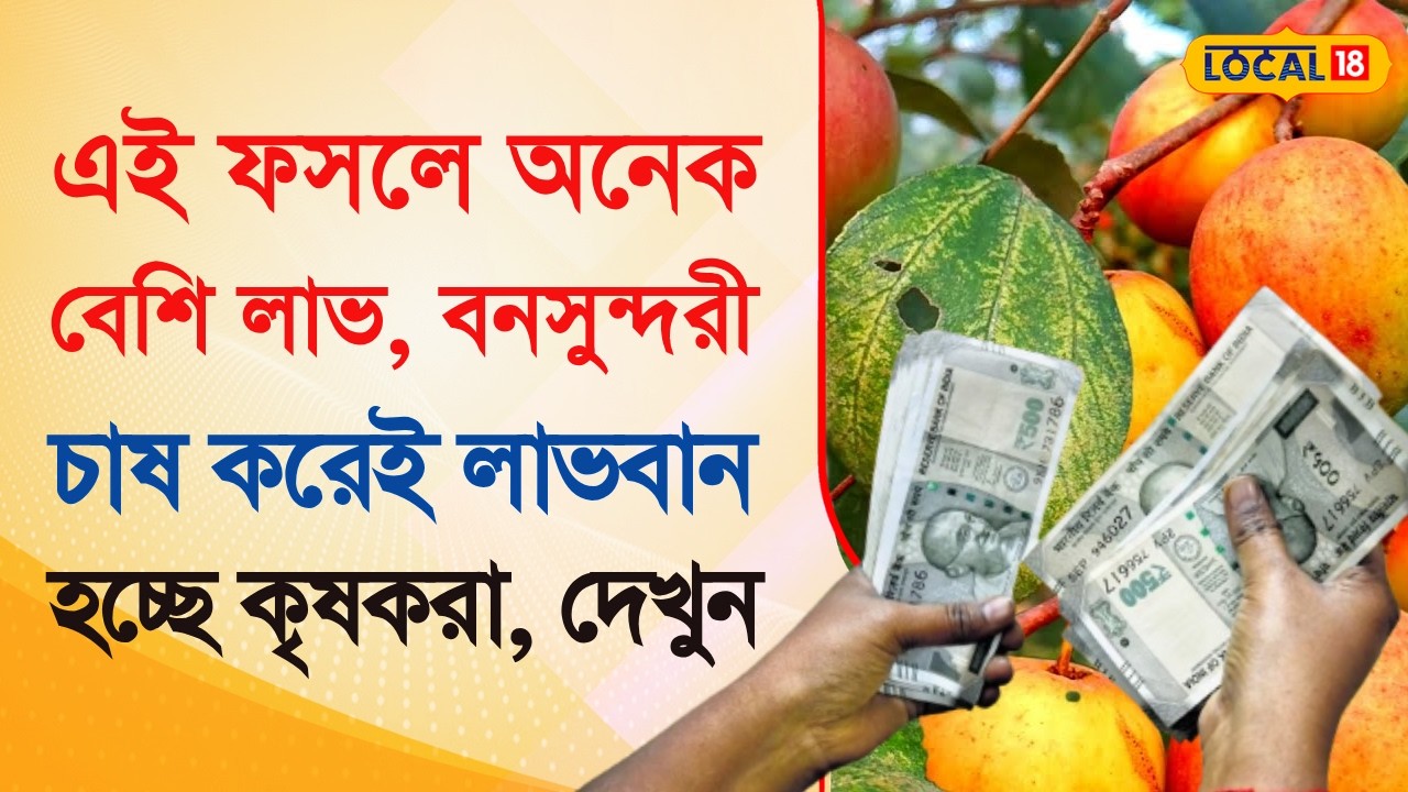 Bangla News | এই ফসলে অনেক বেশি লাভ বনসুন্দরী চাষ করেই লাভবান কৃষক | Agriculture | #local18