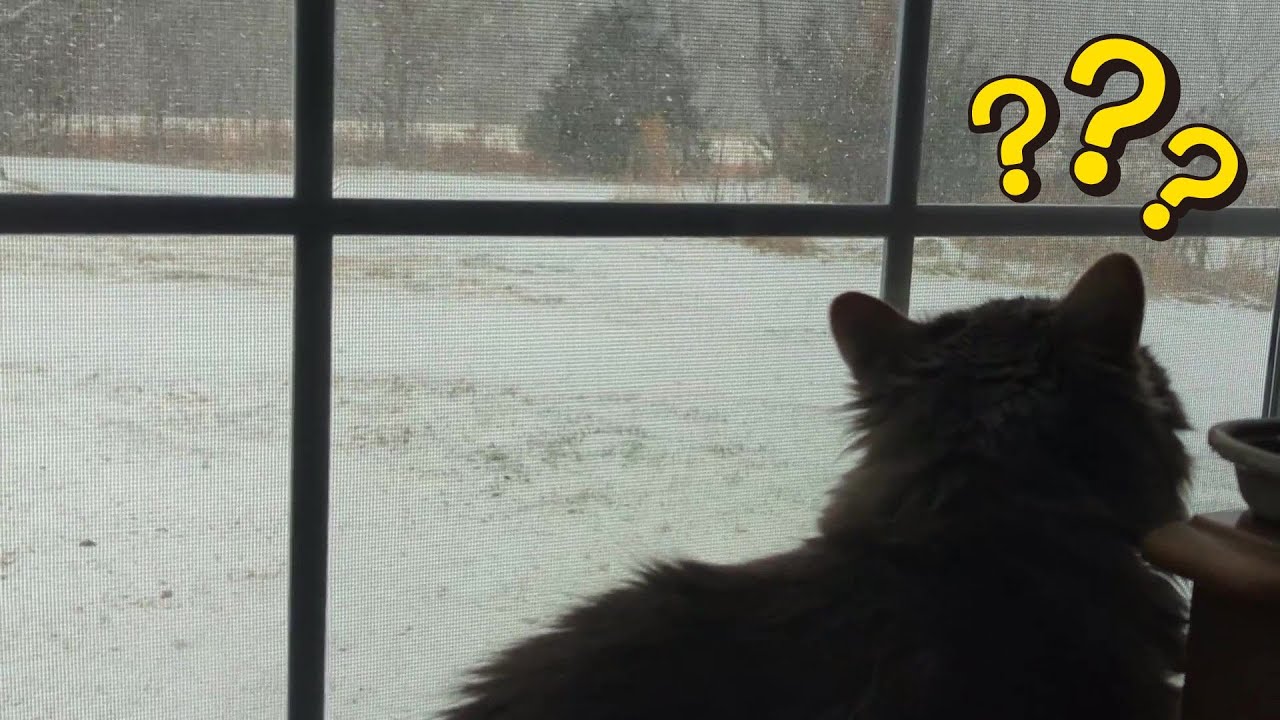 Aww....CAT is watching the SNOW  (01-31-2026) (EXTENDED VERSION)