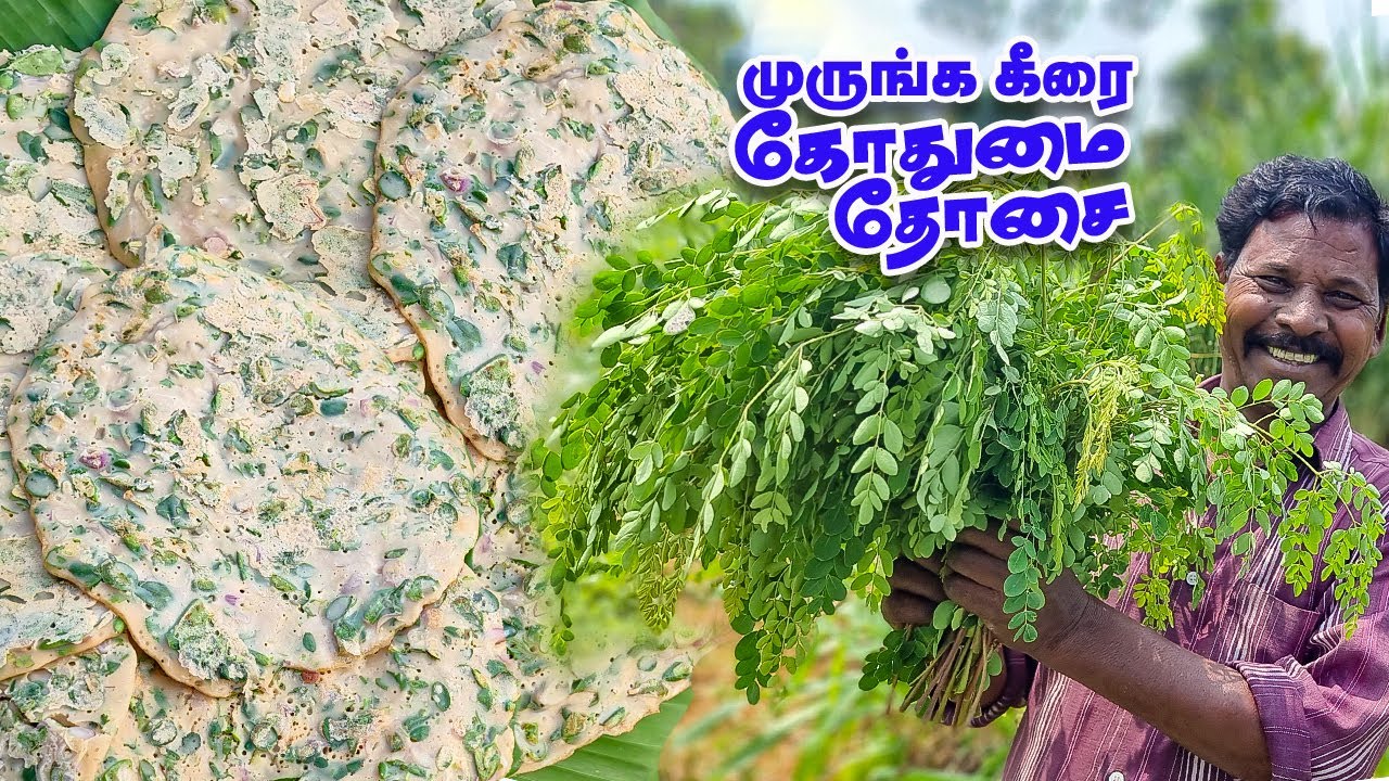 முருங்கை கீரை கோதுமை தோசை | Delicious And Healthy Drumstick Leaves Wheat Dosa | Spinach recipe
