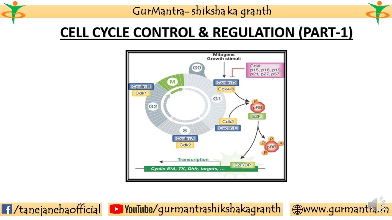 CYCLIN & CDK IN CELL CYCLE | CELL CYCLE CONTROL & REGULATION | PART-1