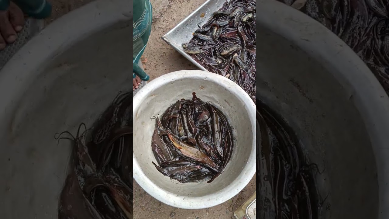 ঘোনাপাড়া বাজার চ্যানেল সাবস্ক্রাইব করুন। Robin vlogs #fish #fishing #viral video 