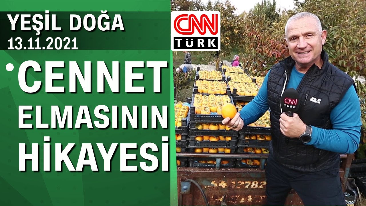 Cennet elmasının (Trabzon hurması) hikayesi - Yeşil Doğa 13.11.2021 Cumartesi