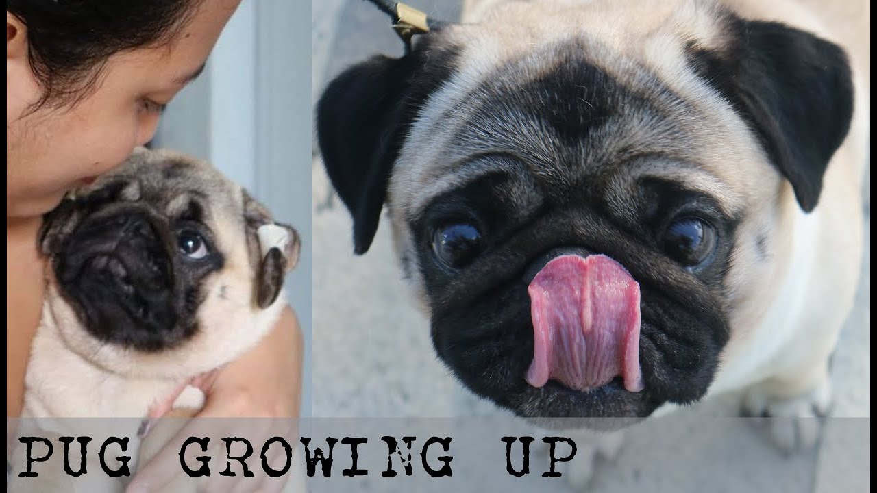 PUG GROWING UP | PUG PUPPY TRANSFORMATION FROM 4 TO 45 MONTHS