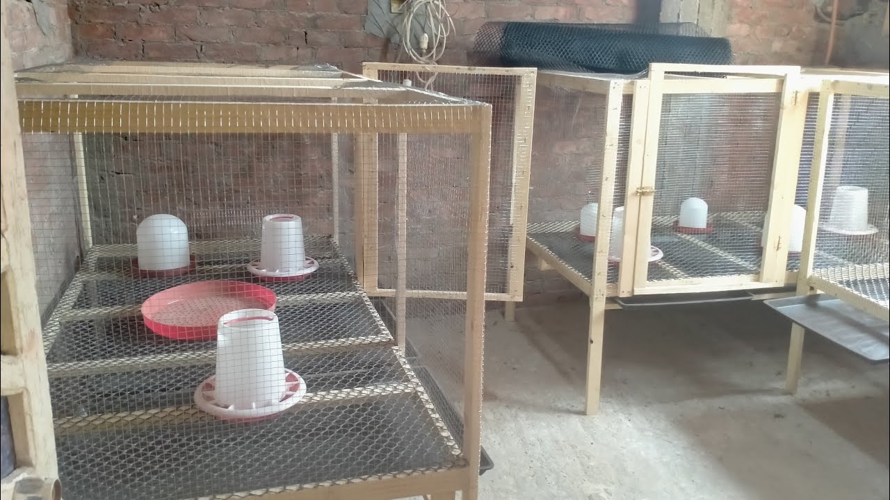 فكره مشروع صغير مش مكلف🤑تكلفه تأسيس مشروع تربيه الفراخ البيضا بكل التفاصيل