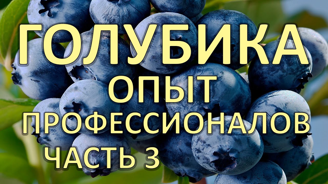 Голубика Опыт выращивания от профессионалов / часть 3